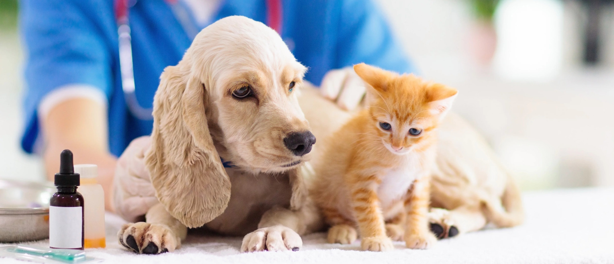 media.congresso scivac rimini congresso per veterinari